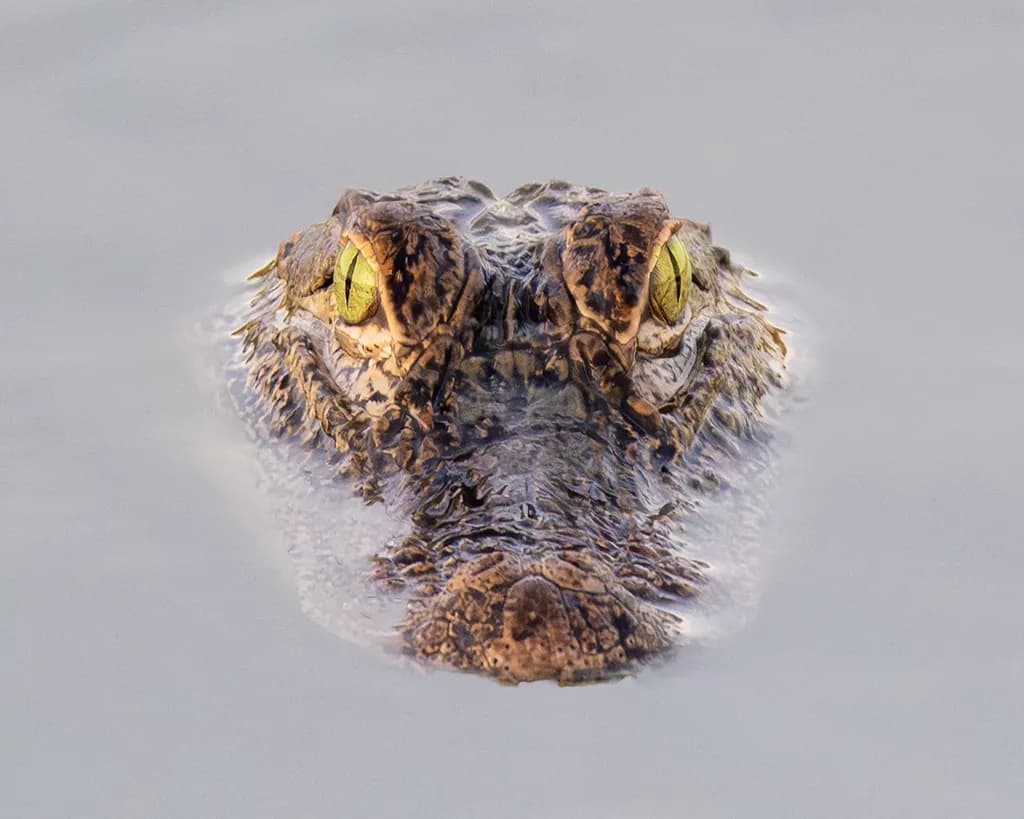 Alligator Stare