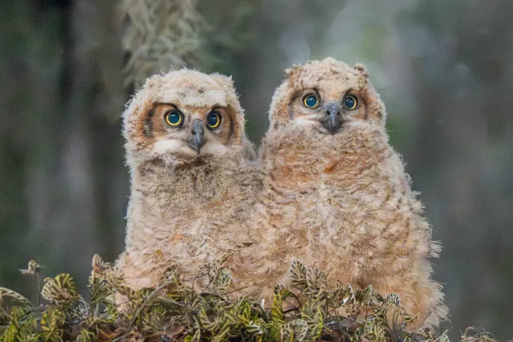 Dawn Companions