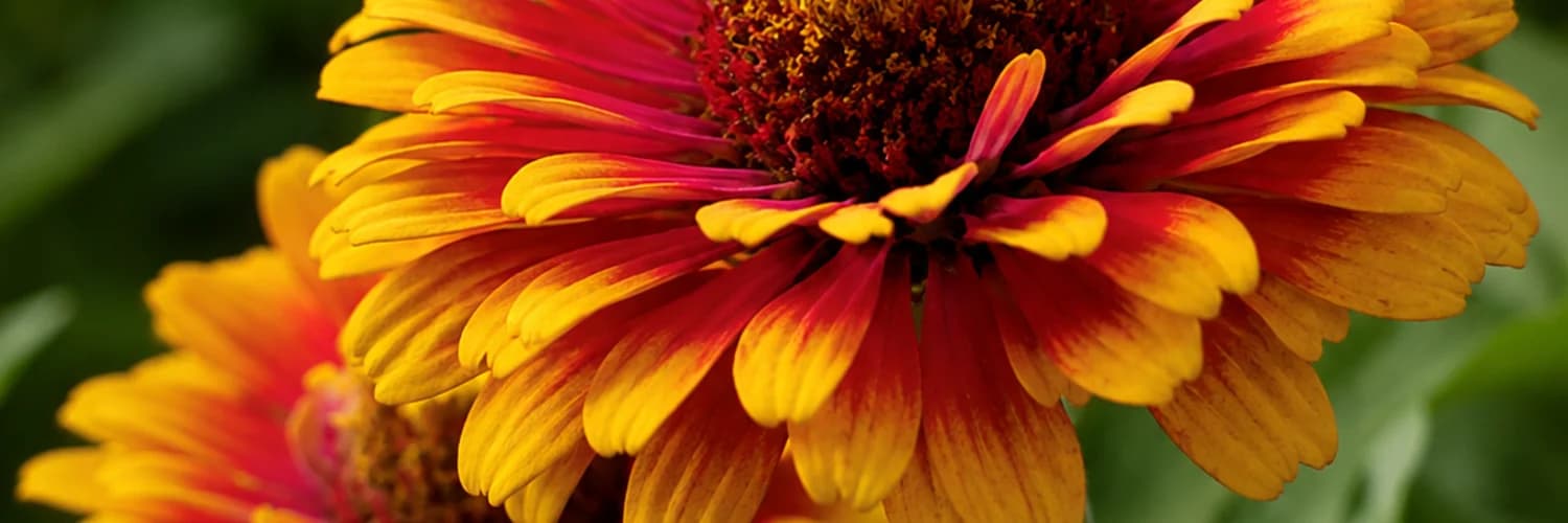 Profilbanner