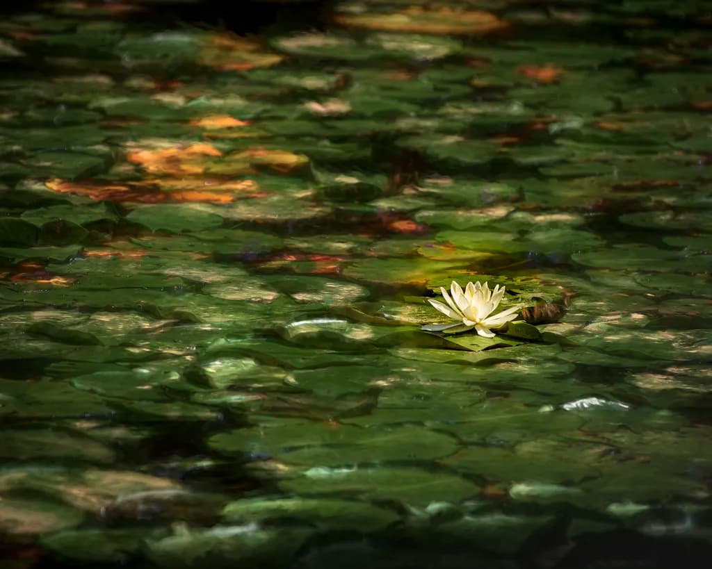 Serenity in Bloom: A Tranquil Water Lily Amidst Lush Greenery
