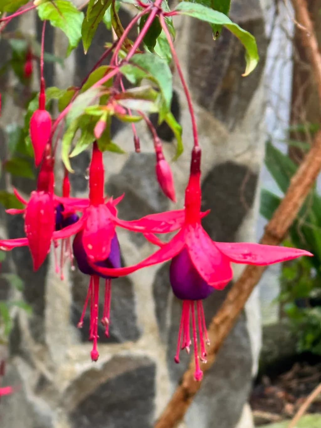 Vibrant Fuchsia Blooms: Nature's Colorful Dance Amongst Stone and Greenery