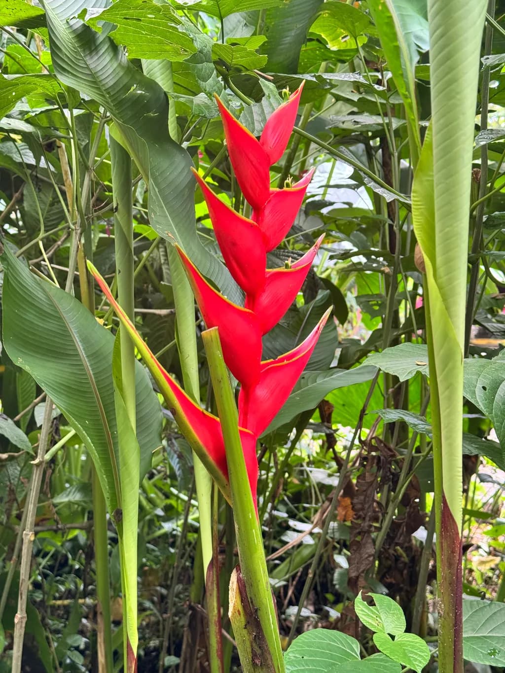 Vibrant Tropical Red Heliconia: Nature's Bold Statement in Foliage Harmony