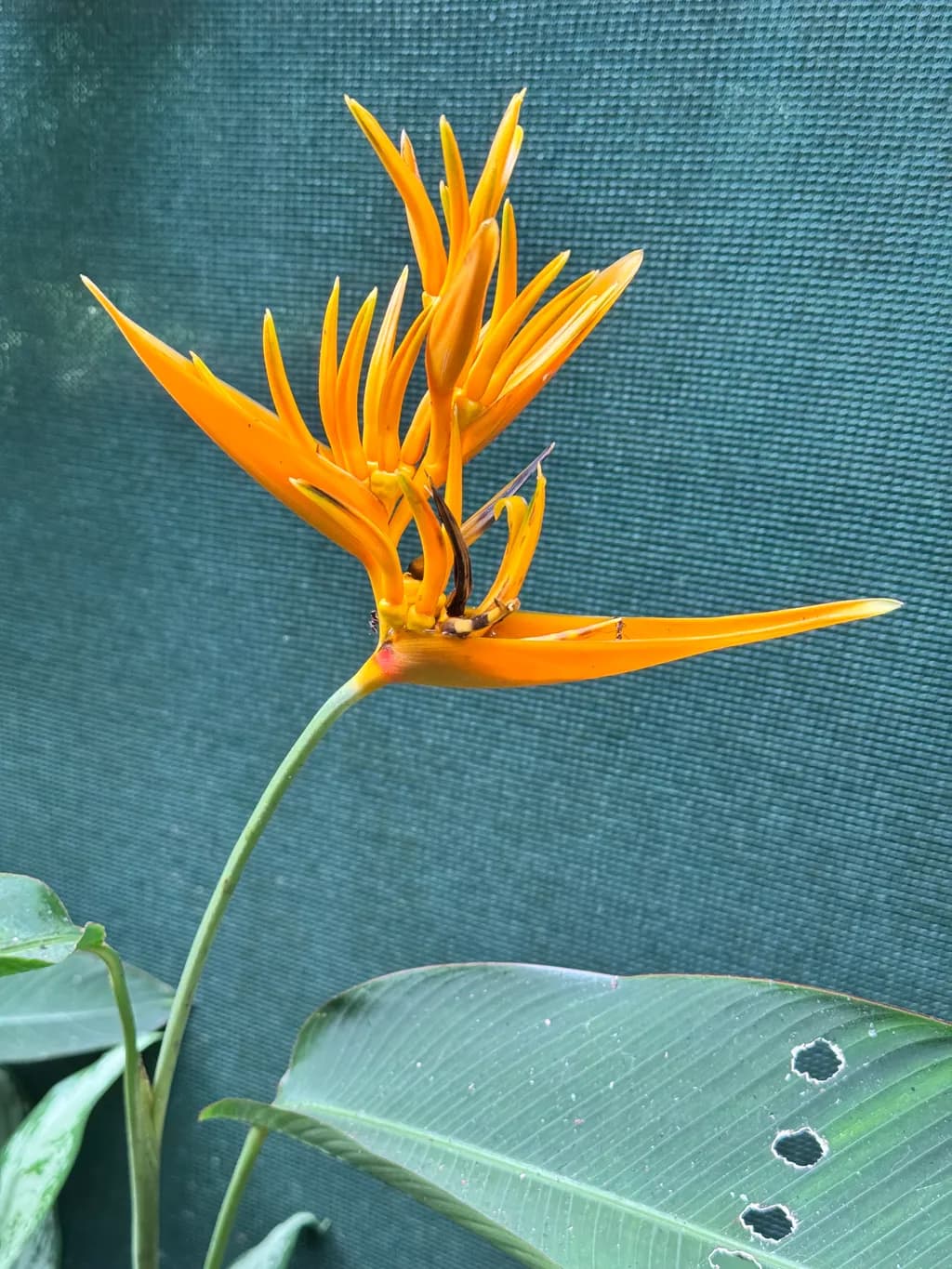 Tropical Radiance: The Vibrant Heliconia Blossom in Nature's Embrace