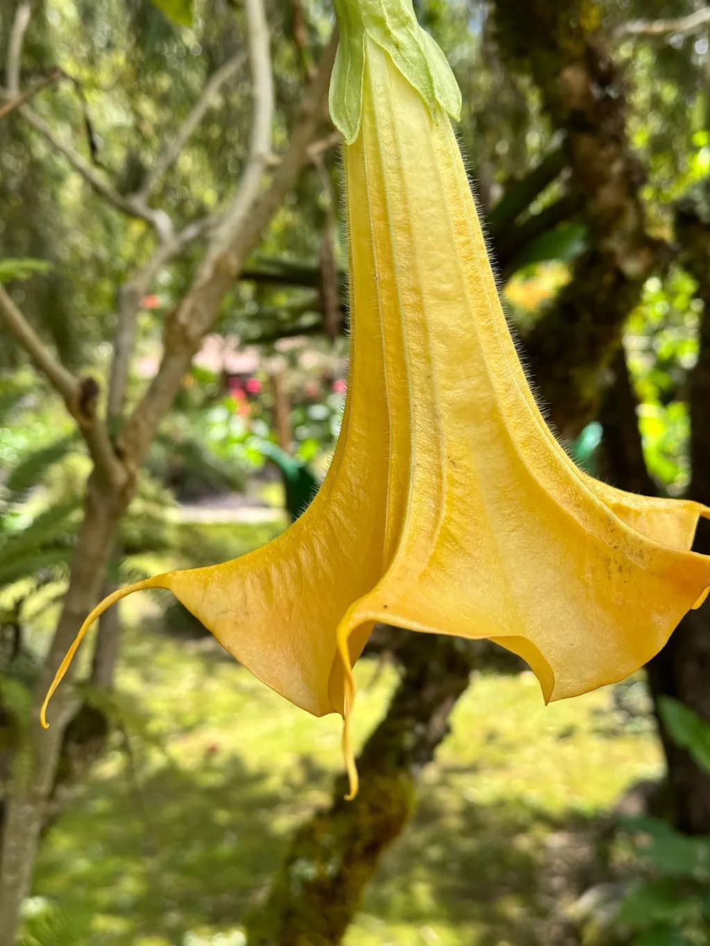 Golden Elegance: The Enchanting Beauty of a Yellow Flower in Nature's Embrace