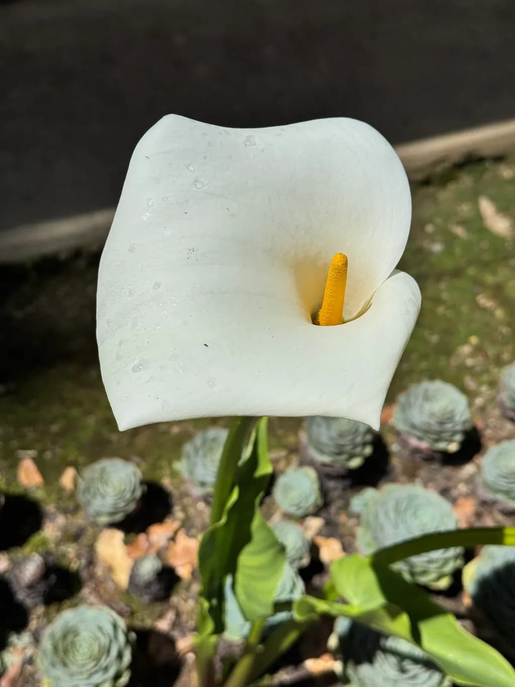 Elegant Calla Lily: A Serene Floral Embrace in Nature's Palette
