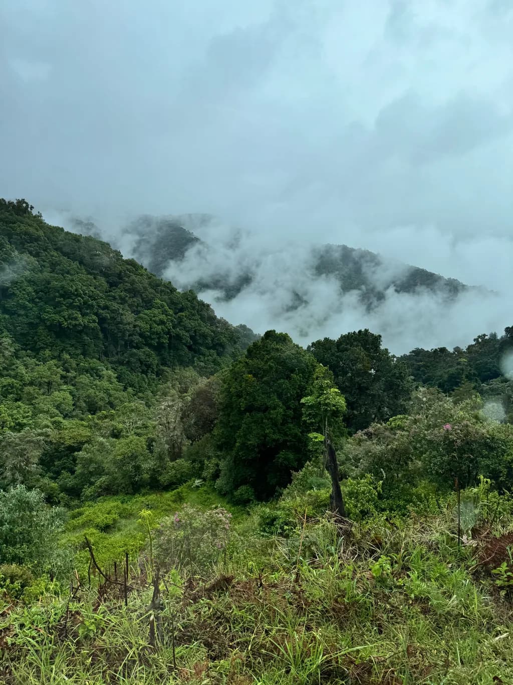 Whispers of the Mist: A Serene Mountain Landscape Embraced by Fog