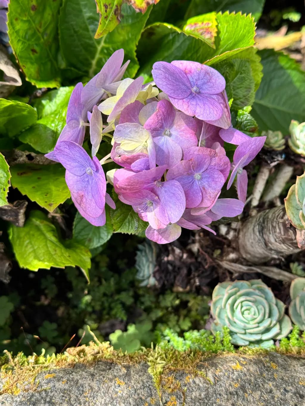 Whispers of Spring: A Delicate Hydrangea Bloom in Soft Pink and Green Hues