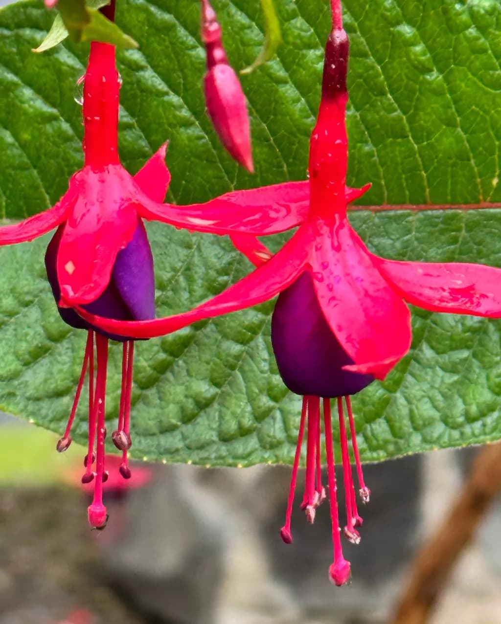 Vibrant Fuchsia Blooms: Nature's Colorful Dance in Petals and Leaves