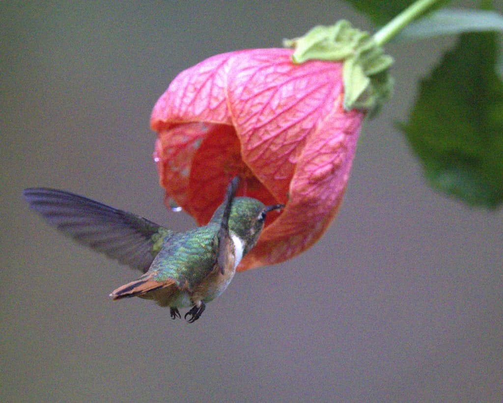 Hummingbird & Flower
