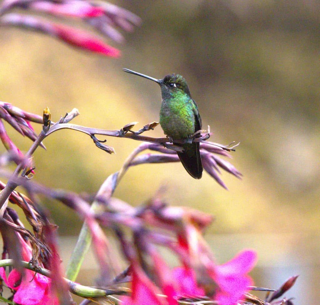 Hummingbird Perch