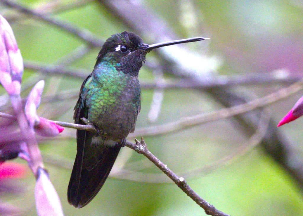 Hummingbird Perch