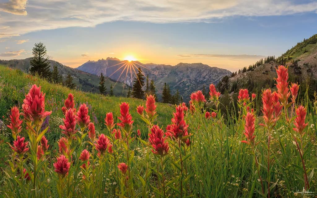 Alta Paintbrush Sunrise