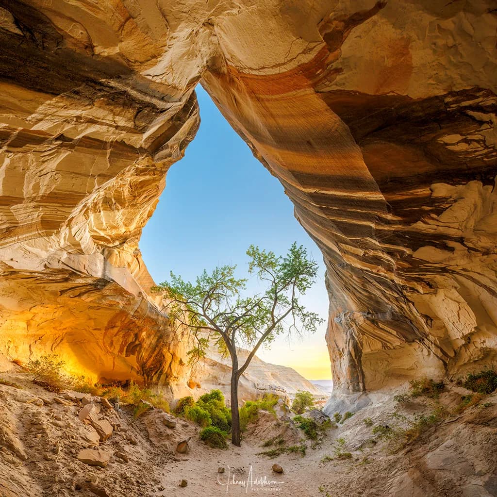 Tree Cave Vista
