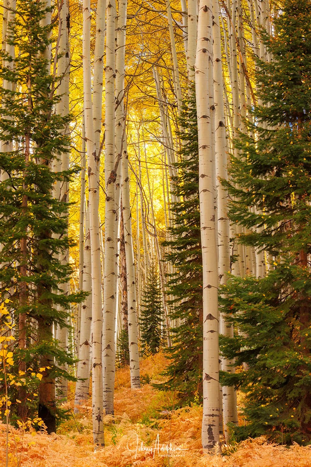 Pines in the Aspens