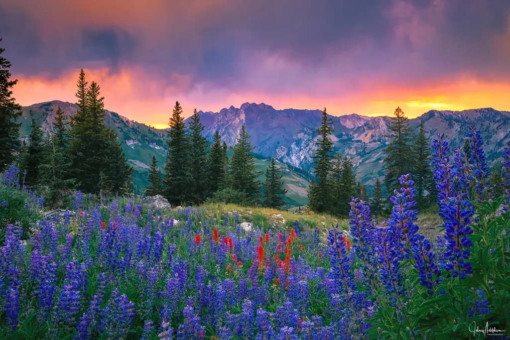 Alta Lupine Sunset