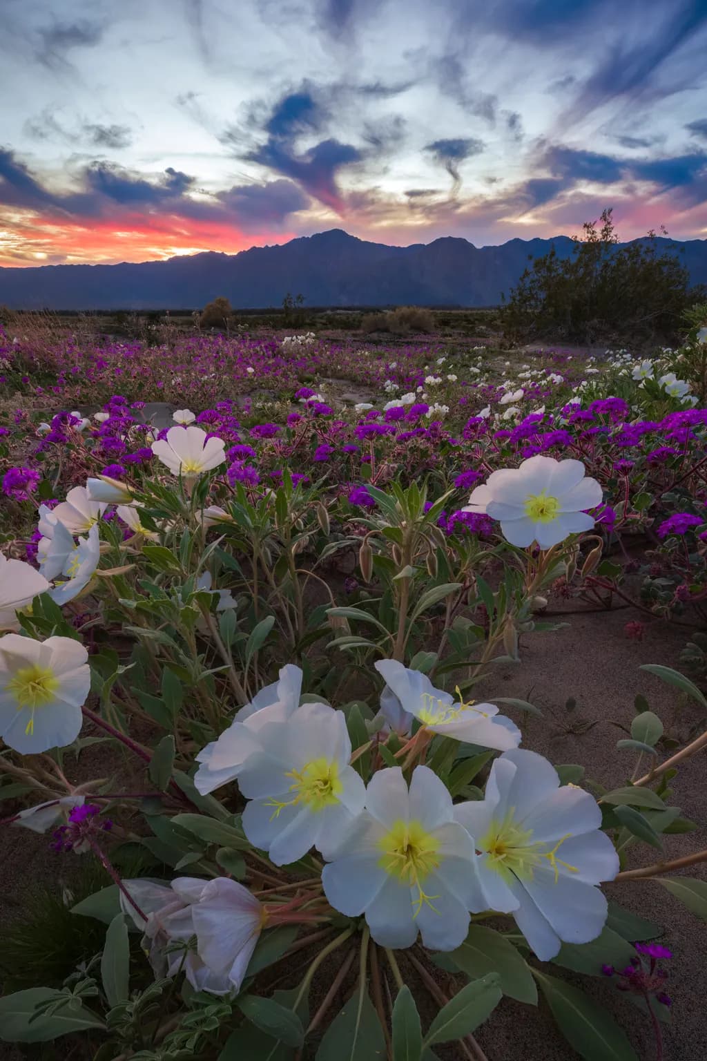 Anza Borrego Primrose Sunset