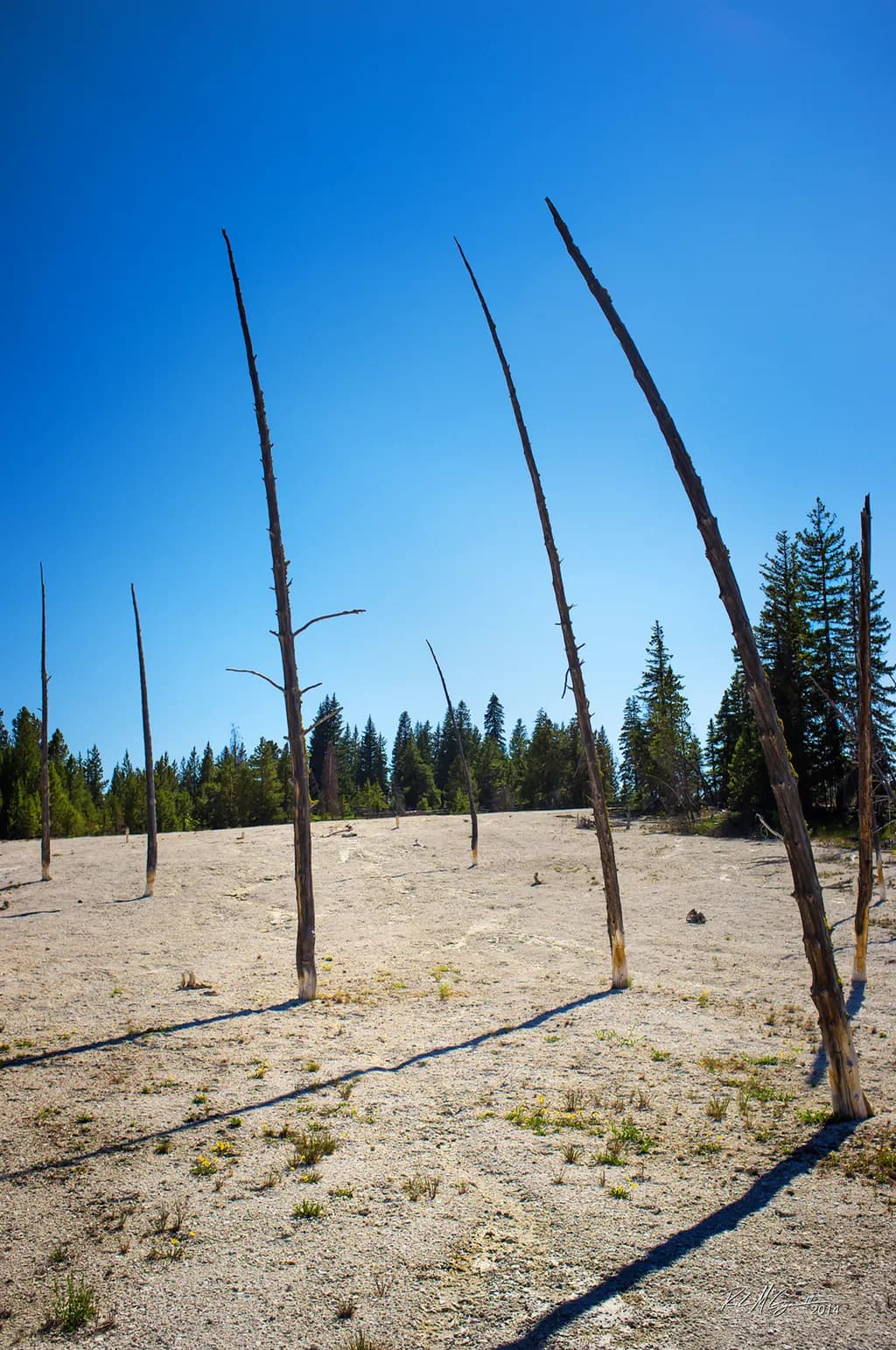 Yellowstone National Park, Bobby Socks Trees