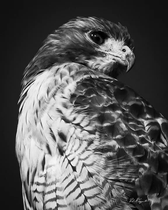 Quietly Watching: the Hawk’s poised presence