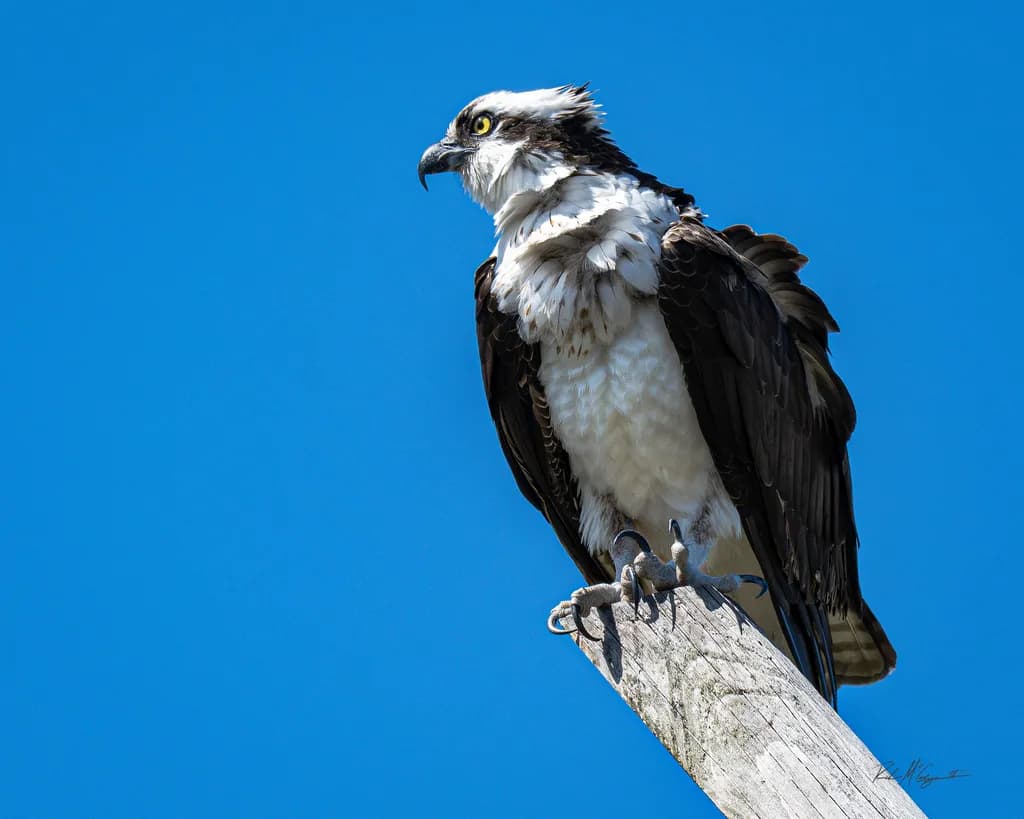 Osprey