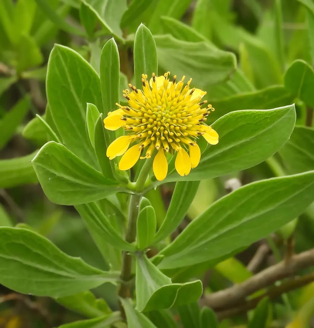 Sea Oxeye Daisy