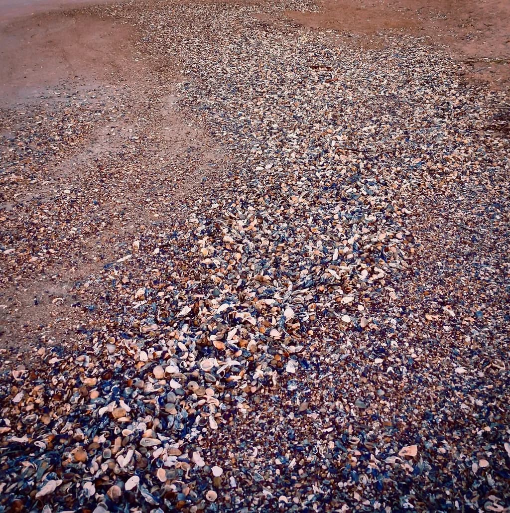 Broken Shell Pathway