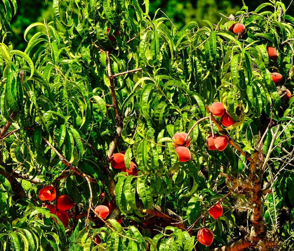 Peach Tree Hang Out