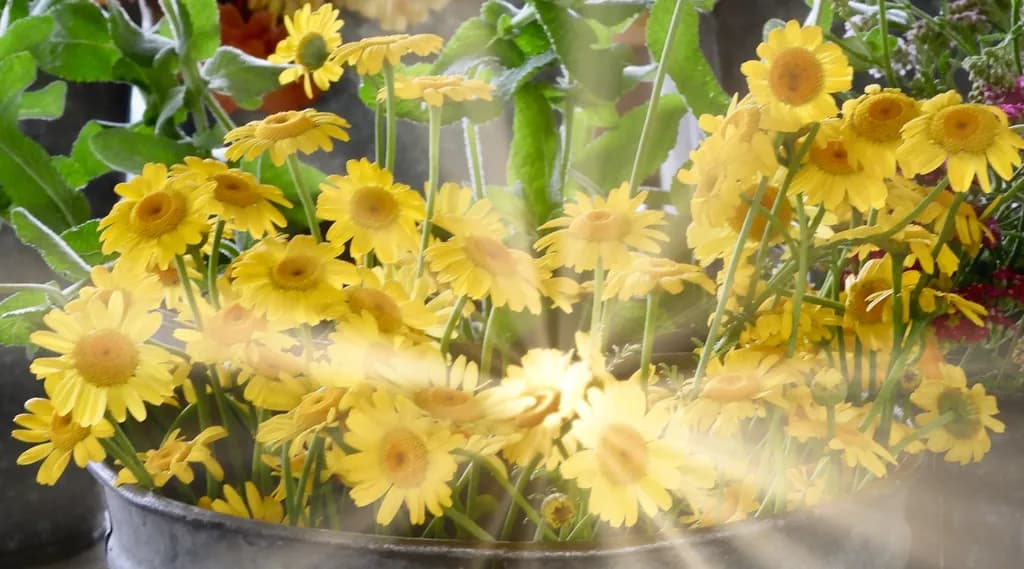 A Bucket Full of Sunshine from Granville Farms