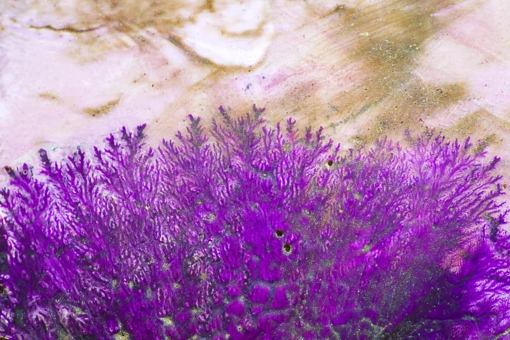 “Purple Coral”