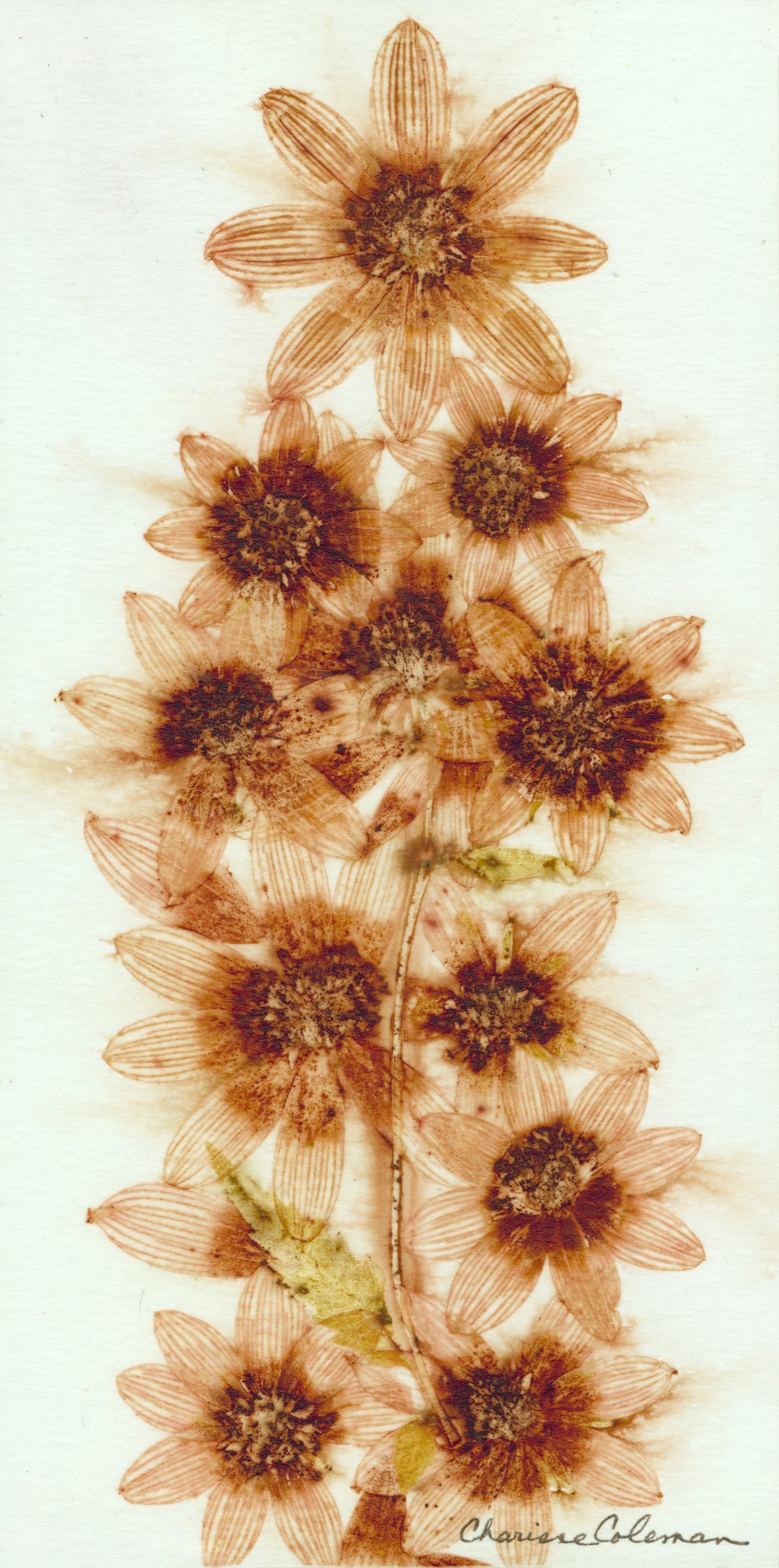 Sunflower Stack