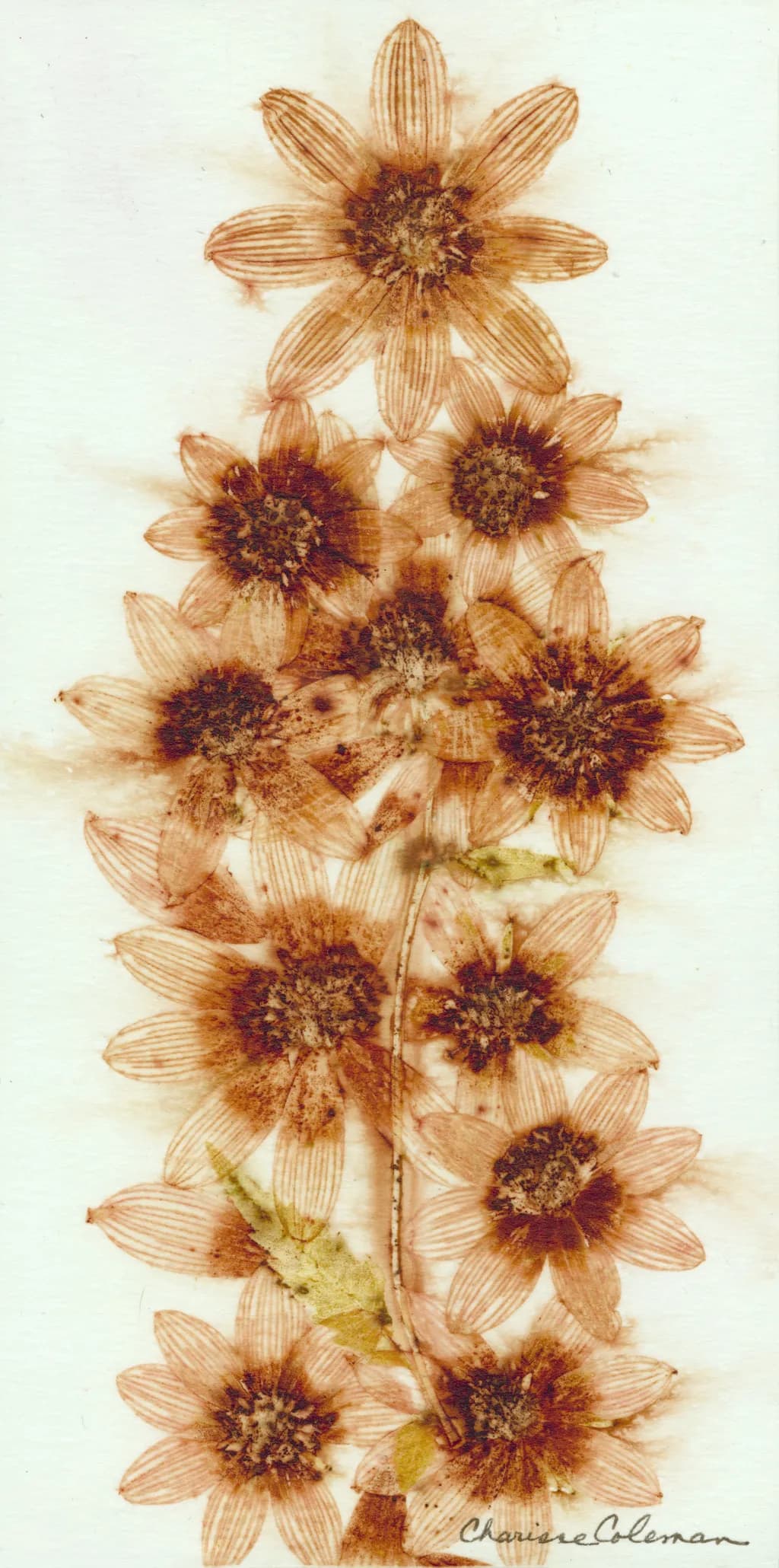 Sunflower Stack