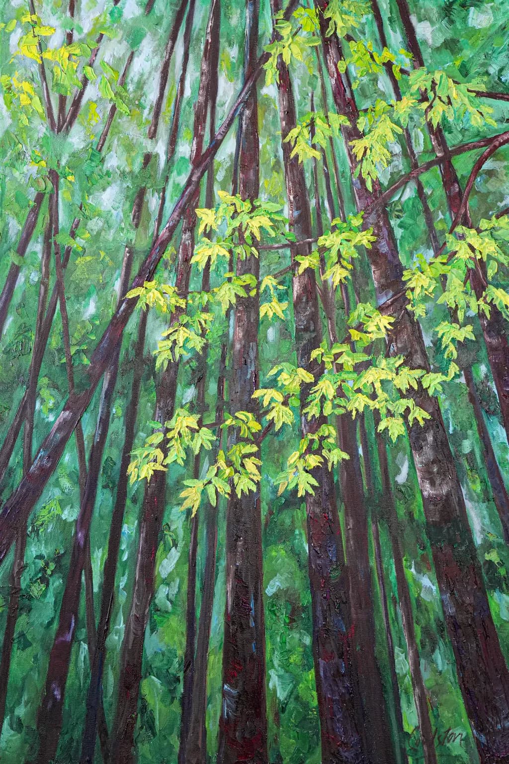 Forest Canopy