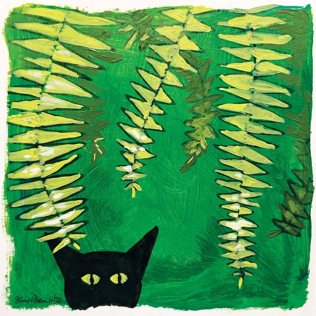Cool Ferns Peek