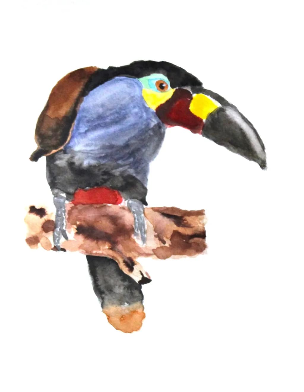 Exotic Bird Art: Watercolor Plate Billed Mountain Toucan