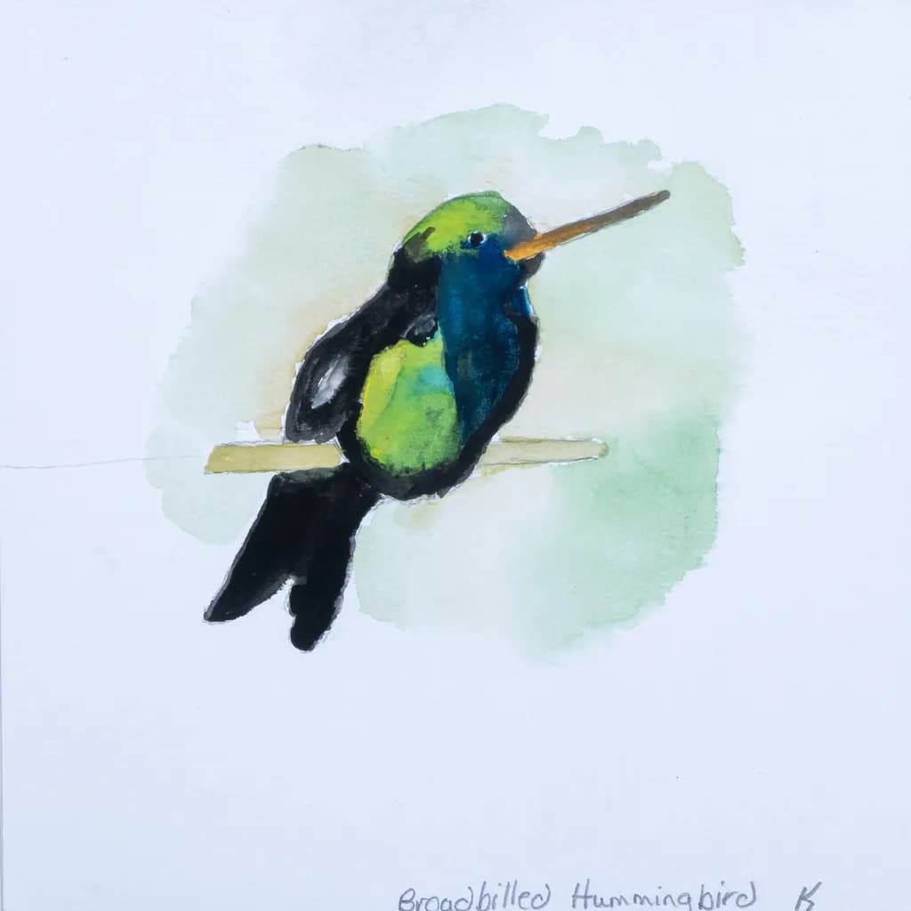 The Broad-billed Hummingbird: A Splash of Nature's Palette