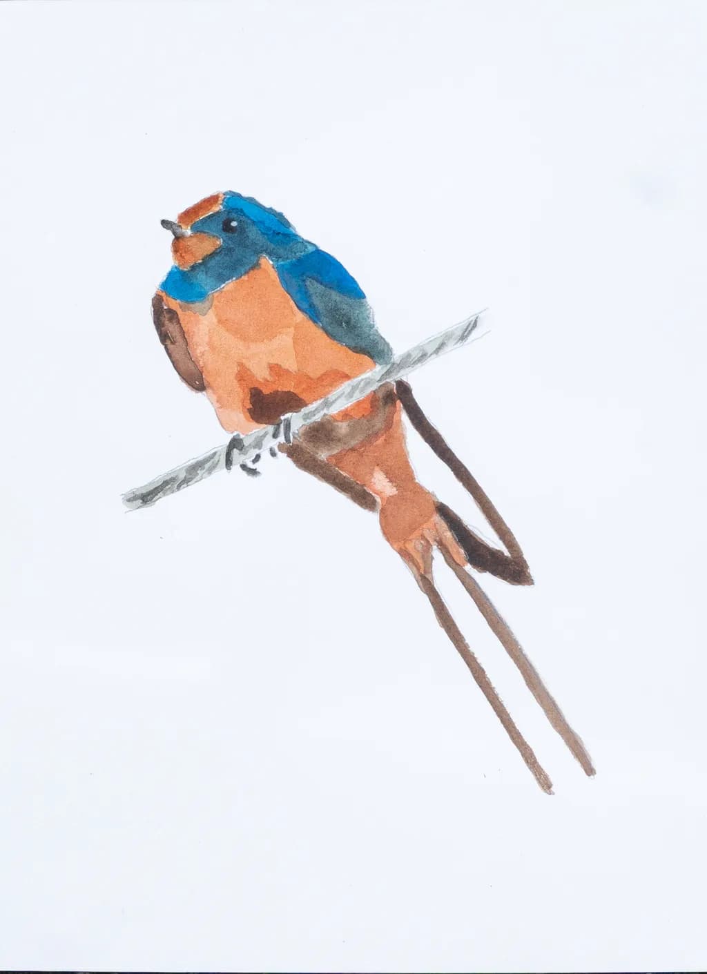 A Vibrant Encounter with Nature's Barn Swallow