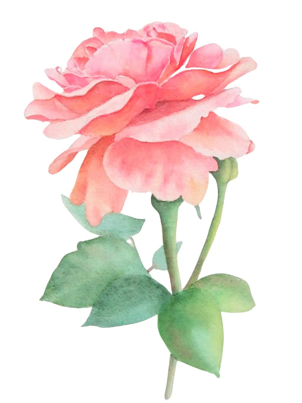 Whispers of Pink: A Delicate Watercolor Rose in Bloom