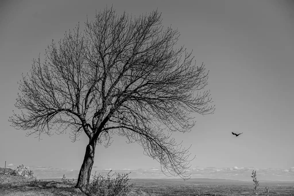 Sole Sentinel with Bird