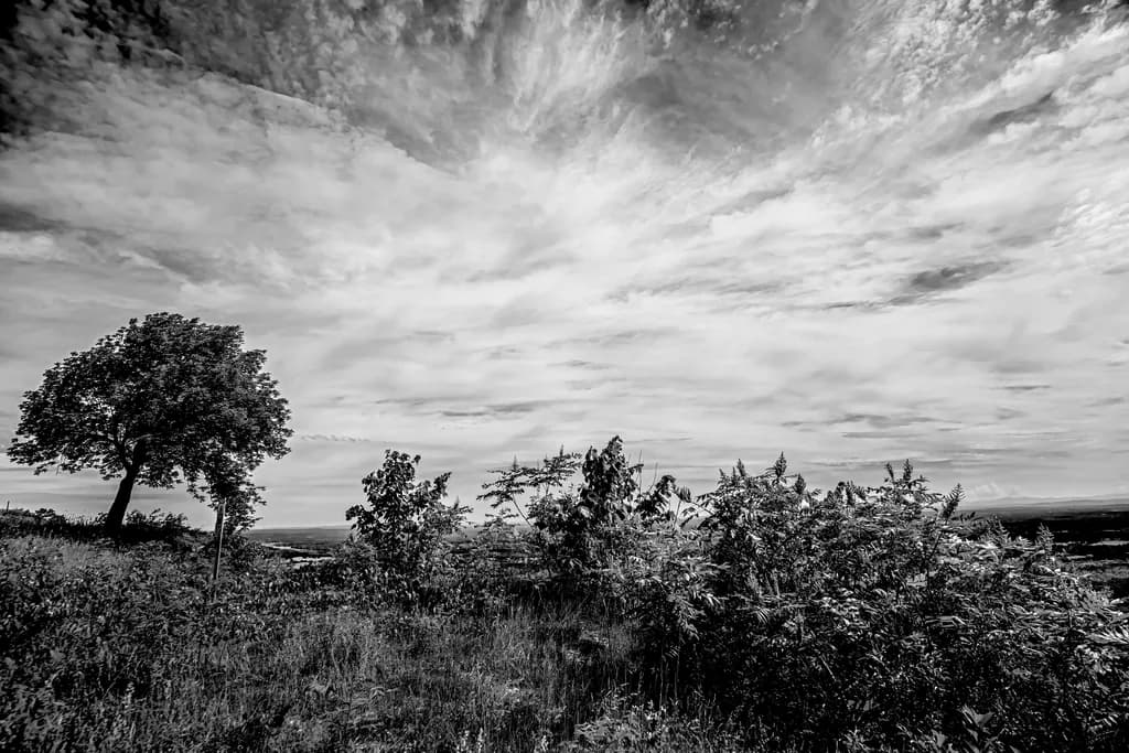 Sentinel Tree Contrast