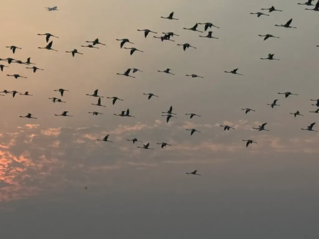 Evening Flight
