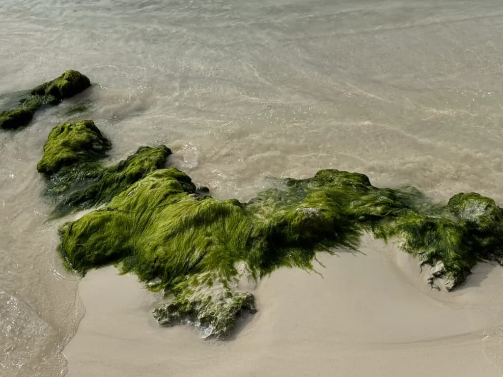 Algae Embrace
