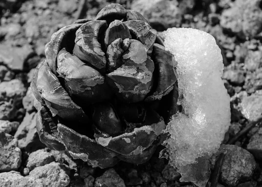 Pinyon Cone and Snow
