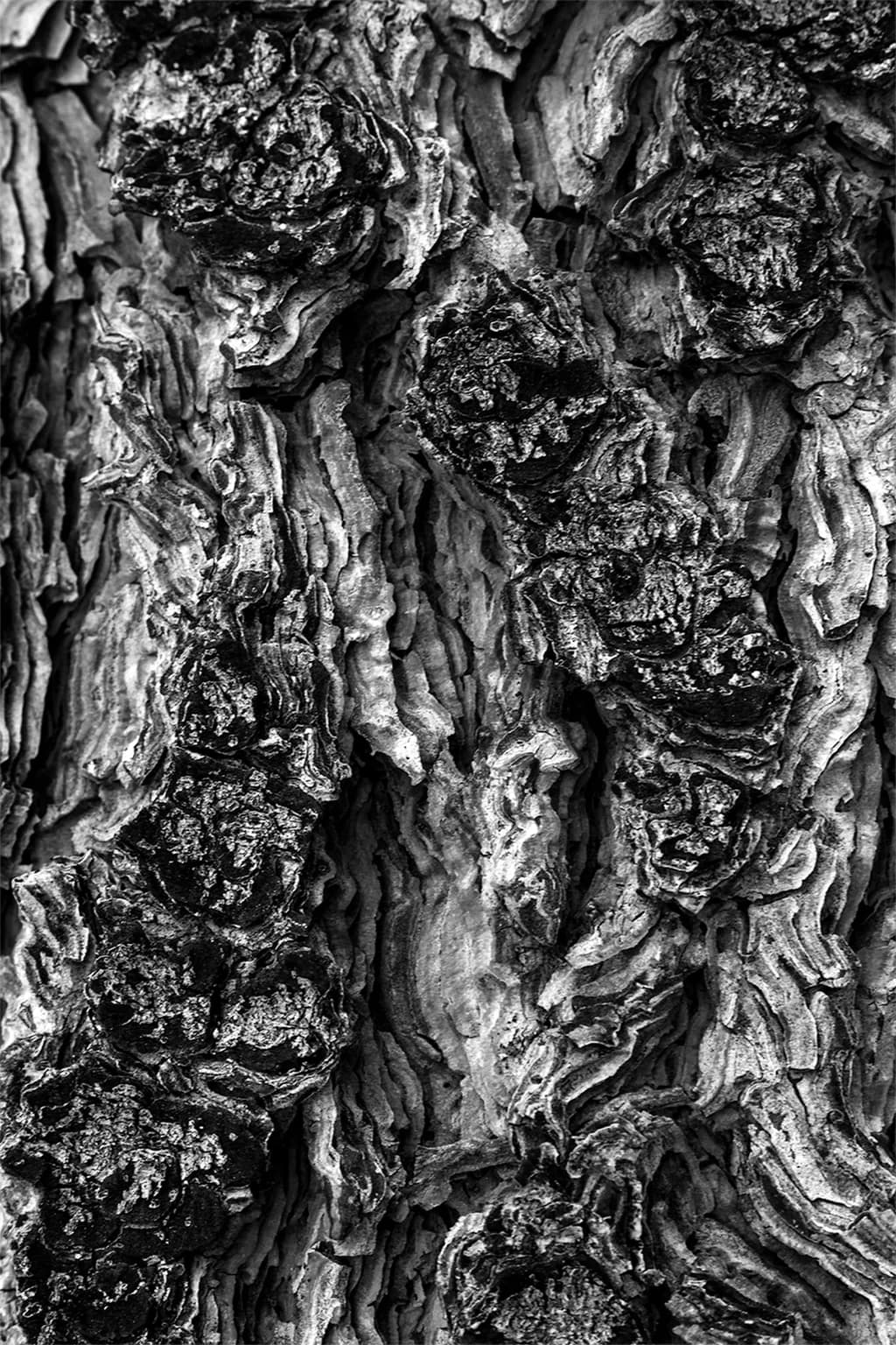 Bark Relief