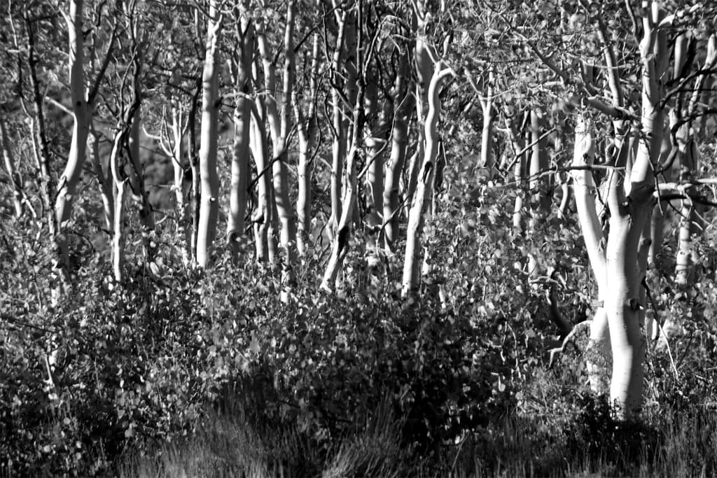 Aspen Stand