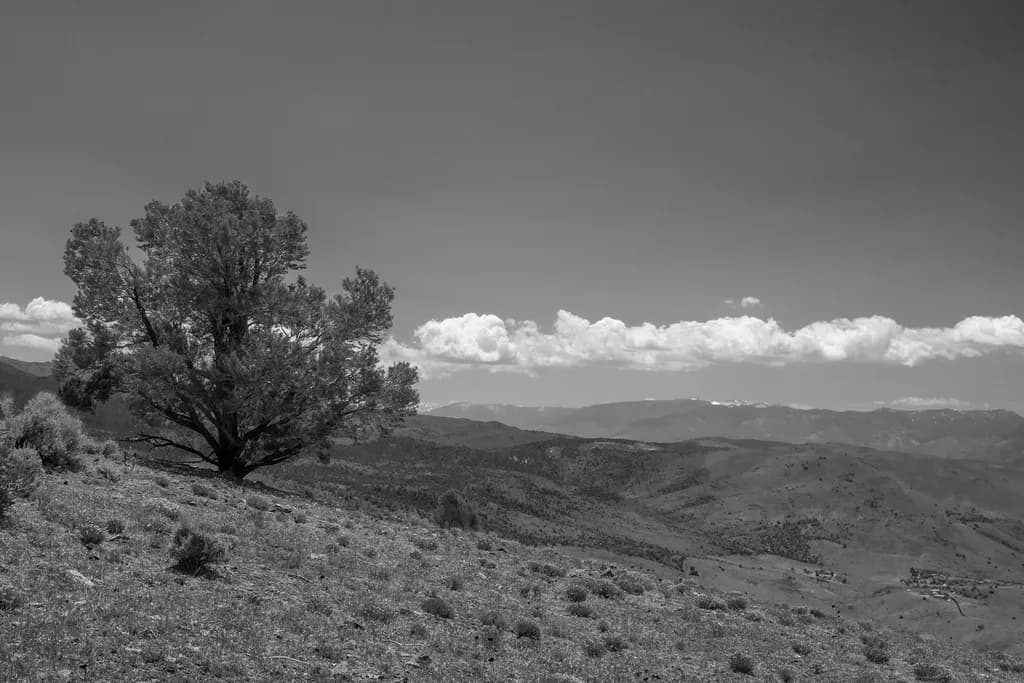 Lone Pinyon Pine