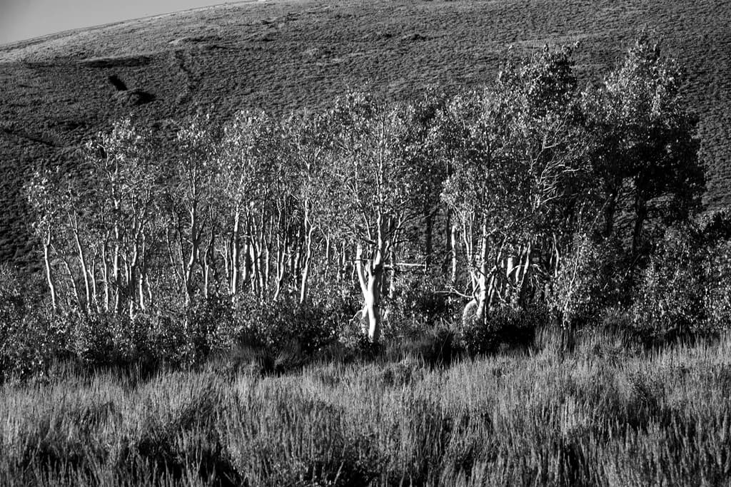 Small Grove
