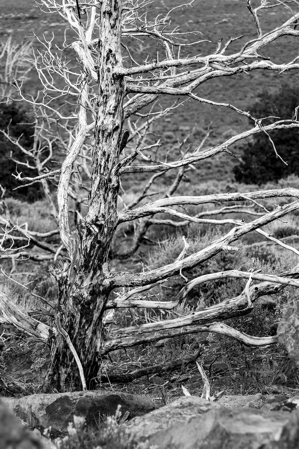 Frozen in Time