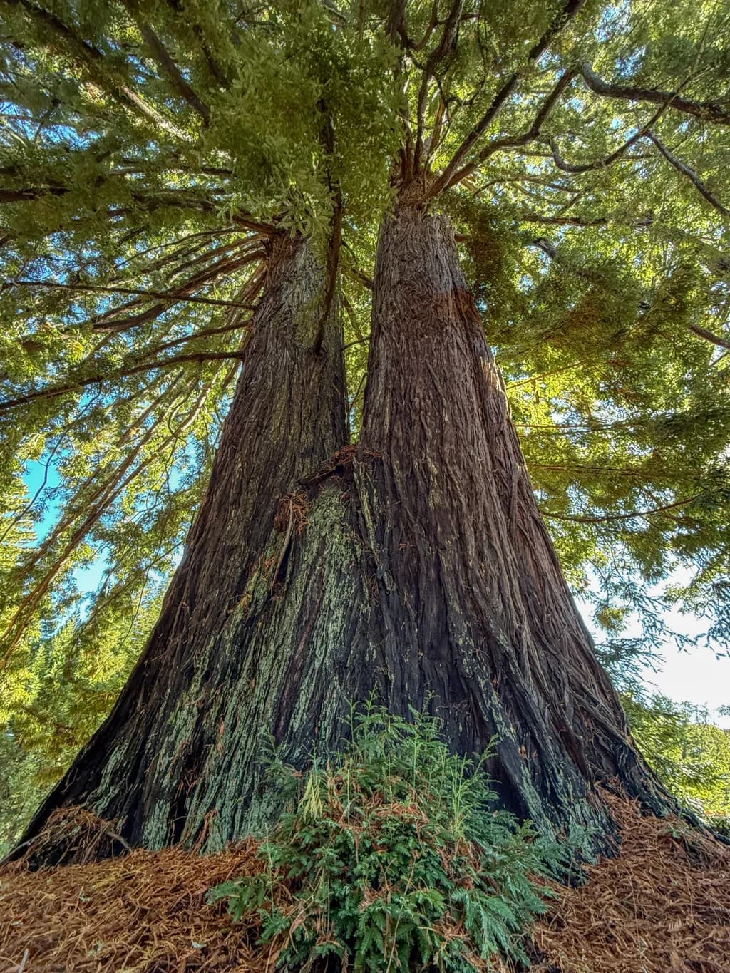 Majestic Roots