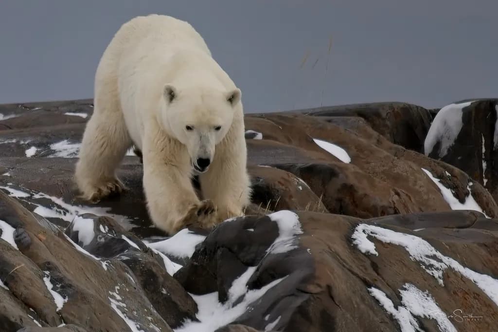 Polar Bear on Rocky Terrain