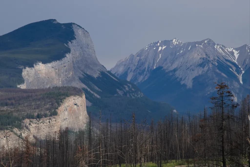 Icefields Parkway Mountains and Forest