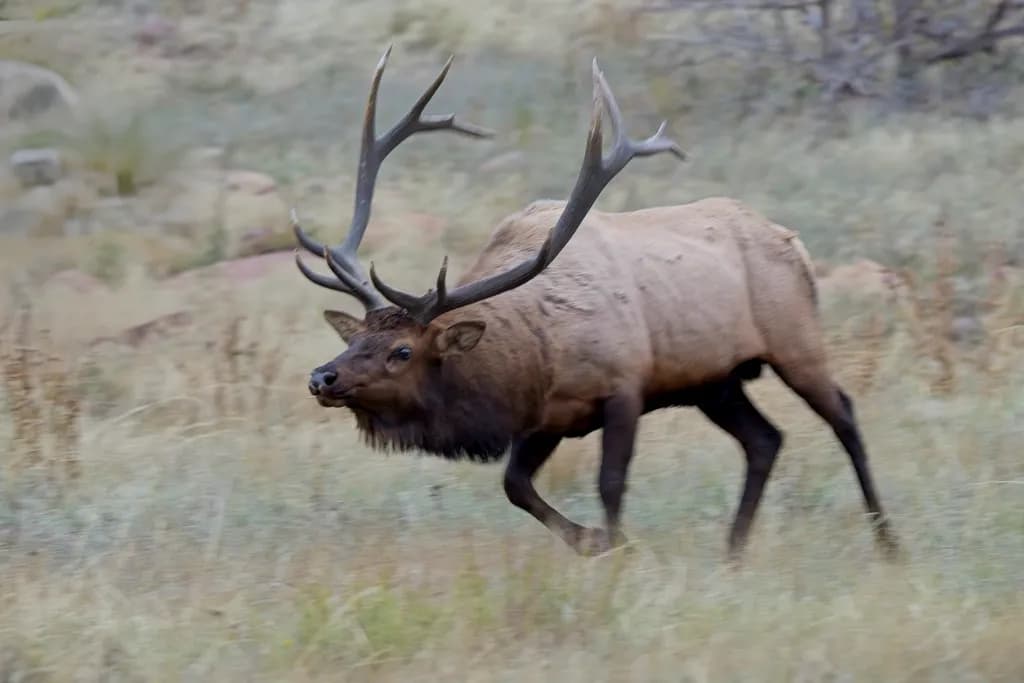 Majestic Stroll